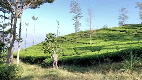 Slow mo man with cap running downhill at beautiful green tea plantation. 스톡 동영상 341315300