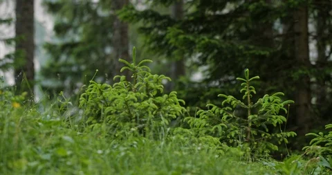 Slow Mo Man In Checkered Shirt Running In Woods Stock Footage 112271589