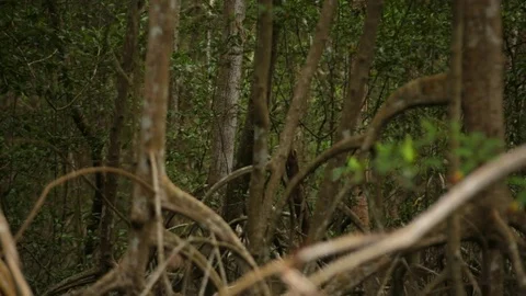Slow Mo Mangroves Swamp 스톡 동영상 77164657