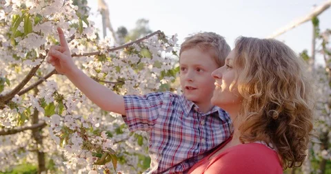Slow Mo Of Mother And Son Admiring Blooming Cherry Trees Stock Footage 124637730
