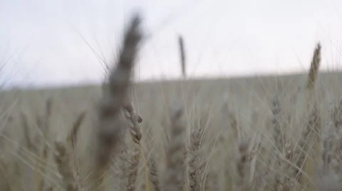 Slow mo moving shot in the wheat field Video stock 64213370