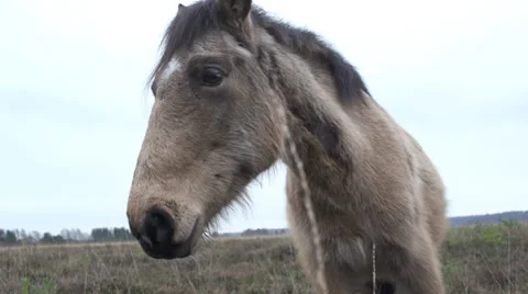 Slow-Mo New Forest Pony closeup Video stock 37181105