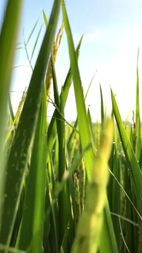 Slow mo pan left close up of green rice field leaves with morning dew. Vídeo Stock 343835926