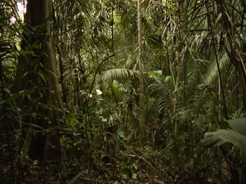 Slow-mo Pan of Plants in Amazon Jungle Rainforest Stock Footage 112937689