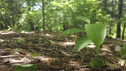 SLOW MO PLANT SWAYS Stock Footage 195569954