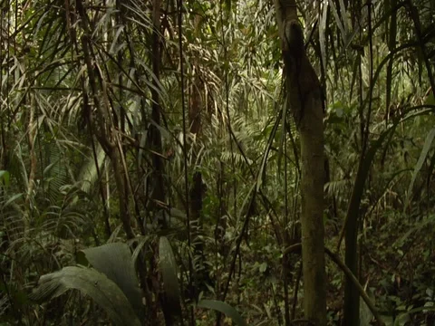 Slow-mo of Plants in Amazon Jungle Rainforest Video stock 112937682