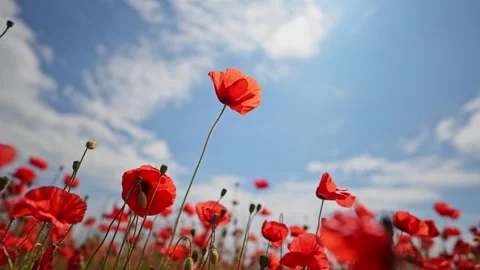 Slow-mo poppies swaying gently in sunshine and light wind. Stock Footage 311949552