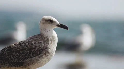 Slow-Mo: Portrait Of A Seagull Relaxing At Sea Stock Footage 35289050