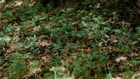 Slow Mo Prehistoric Man Walking Through Undergrowth Stock Footage 113389982