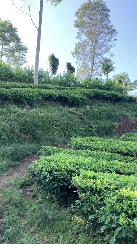 Slow mo rear view of hijabi woman in cap running uphill at a green tea plantatio 動画素材 341314481