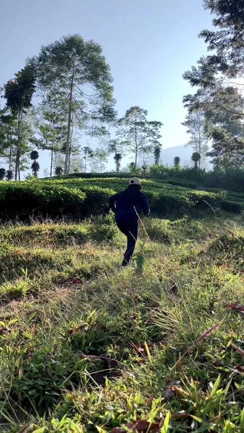 Slow mo rear view of hijabi woman in cap running uphill at a green tea plantatio 스톡 동영상 341314594