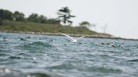 Slow-Mo: Rear View Of Seagull Flying And Landing Stock Footage 35289647