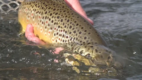 Slow mo release brown trout montana Stock Footage 90456153