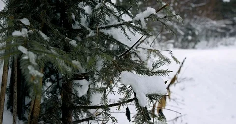 Slow Mo Reveal Man Walking Up Snowy Path Stock Footage 112376556
