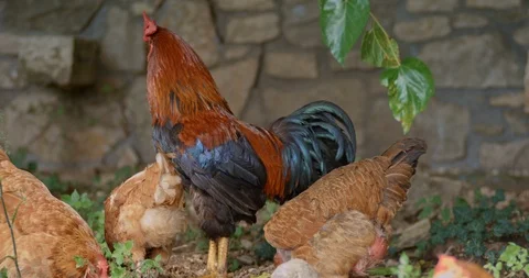 Slow-Mo A Rooster And Some Hens Out In The Garden Stock Footage 126085700