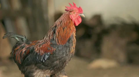 Slow-Mo: Rooster Walking Amongst Other Chickens Stock Footage 35298430