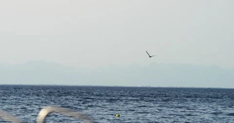 Slow Mo Of Seagull Flying Above Calm Ocean Stock Footage 141721071