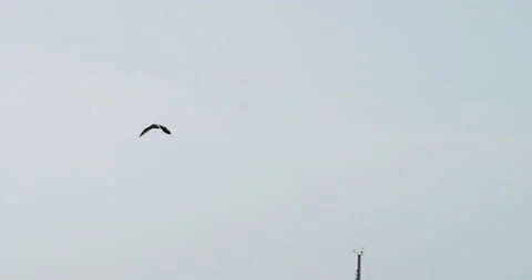 Slow Mo Of Seagull Flying Stock Footage 141720394