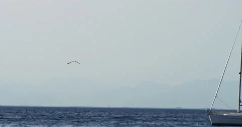 Slow Mo Of Seagull Flying Next To Sailboat Stock Footage 141720850