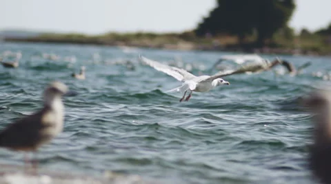 Slow-Mo: Seagull Flying Over Water And Landing In It Stock Footage 35289402