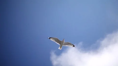 Slow Mo Seagull Flying Overhead Clouds And Blue Sky Stock Footage 307123986
