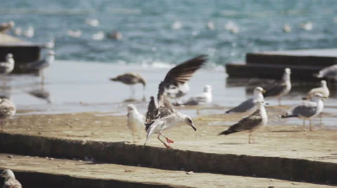 Slow-Mo: Seagull Landing On Pier Stock Footage 35288725
