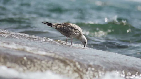 Slow-Mo: Seagull Standing In Sea Drinking Water Stock Footage 35288880