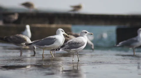 Slow-Mo: Seagull Walking In A Group Of Birds Stock Footage 35288817