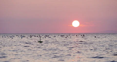 Slow Mo Of Seagulls In The Ocean During Sunset Stock Footage 141742257