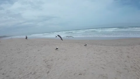 Slow Mo of seagulls taking flight at the beach Stock Footage 260374264