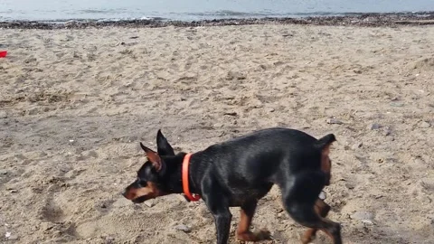 Slow mo seascape with a small black dog on the beach 库存影片 204882585