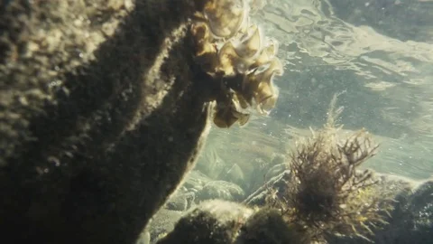 Slow mo seaweed under the water on the rocks Stock Footage