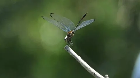 Slow-mo sequences of dragonfly takeoffs &amp; landings, with some successful hunts 库存影片 159733764