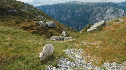 Slow mo. Sheep chews grass on wonderful field on the mountains. Magnificent Stock Footage 87871319
