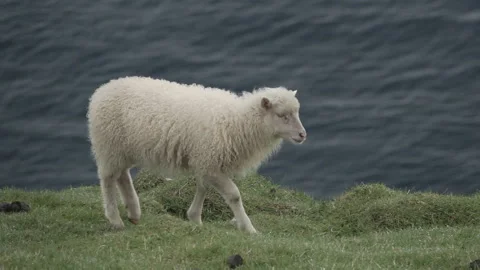 Slow-mo of sheep walking on top of the cliff against ocean Stock Footage 116088900