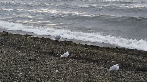 Slow mo shoreline with seagulls in cloudy weather. Stock Footage 121875676