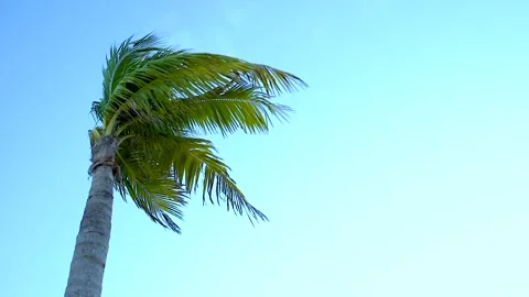 Slow mo shot of palm tree in the wind Видео 133806209
