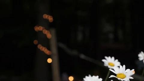 Slow Mo slider of Daisies in evening Stock Footage 109248900