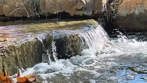 Slow-Mo Small Autumn Stream Stock Footage 245392042