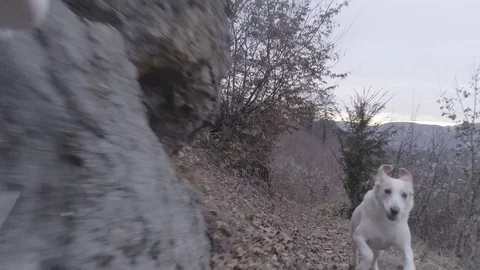 SLOW MO Small white dog is running full speed towards the camera Stock Footage 72895915