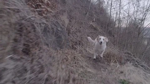 SLOW MO Small white dog running full speed on a narrow path towards the camera Stock Footage 72898399