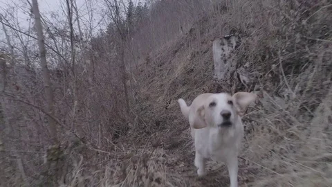 SLOW MO - Small white dog runs playful and is flapping with his ears Stock-Footage 72983173