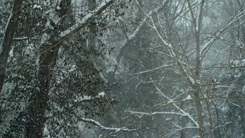 Slow Mo Snow Stock Footage 261726419