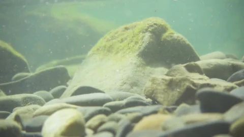 Slow mo stones under water in mud and seaweed Stock Footage 80451379