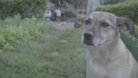 Slow Mo Stray Dog Outside Communist Block Day Constanta Romania 库存影片 147661013