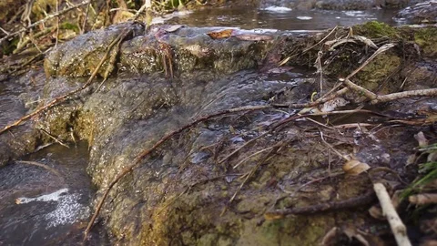 Slow Mo stream cascade flows in the forest Video stock 82603793