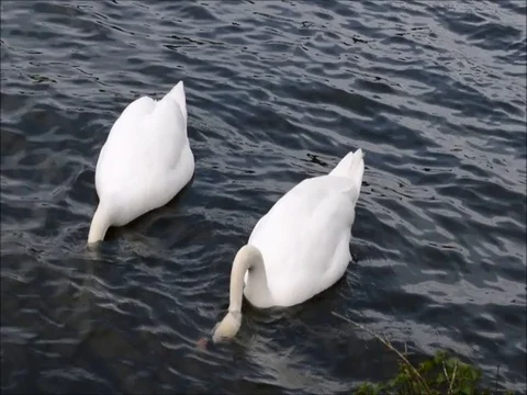 Slow mo swans Video stock 78750968
