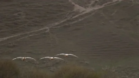 Slow mo. Three white swans fly and settle on the sea with wide spreaded wings Stock Footage 146508578
