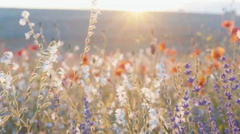 Slow mo tracking shot of lavender, wild herbs in a field on the sunset. Video stock 64017436