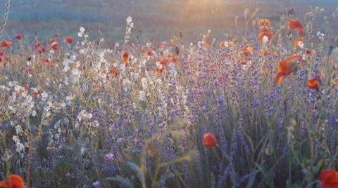 Slow mo tracking shot of lavender, wild herbs in a field on the sunset. Видео 64017449